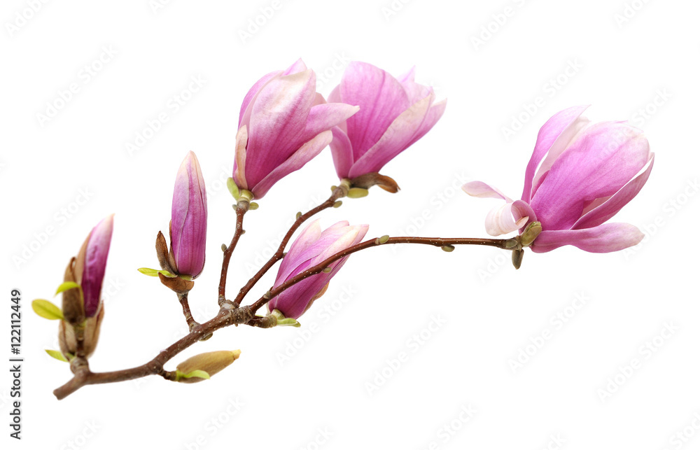 Fototapeta premium pink magnolia