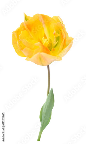  tulip
