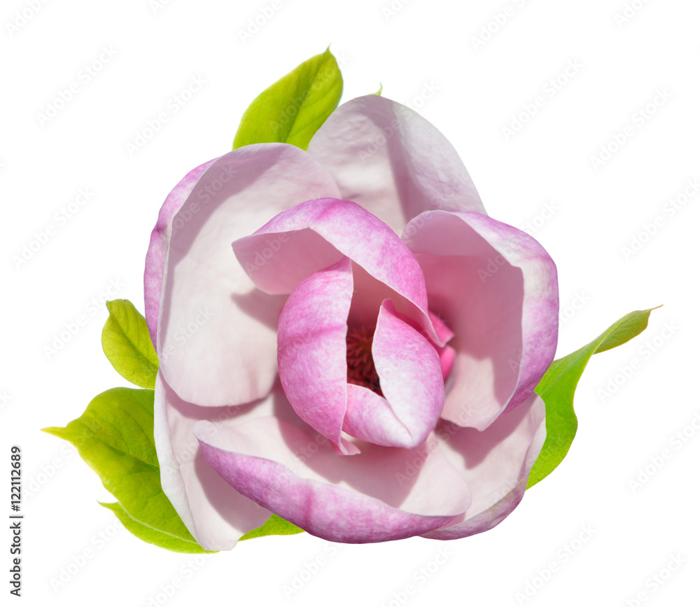 Fototapeta premium pink magnolia