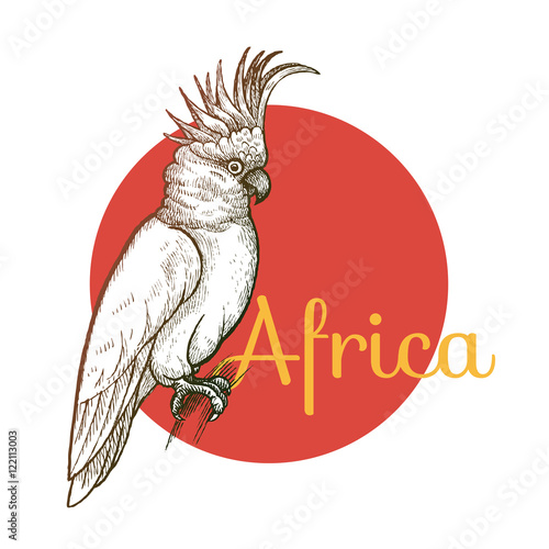 African animals. Cockatoo bird. Illustration Vector Art. Style Vintage engraving. Hand drawing.