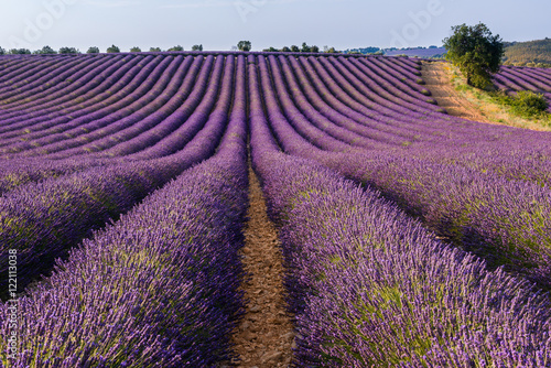 Lavender field in Valensole plateau, Provence, (France)