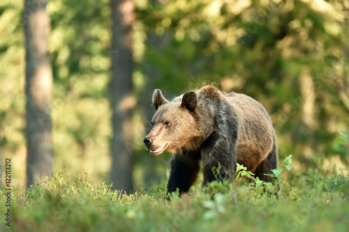 brown bear in forest at summer