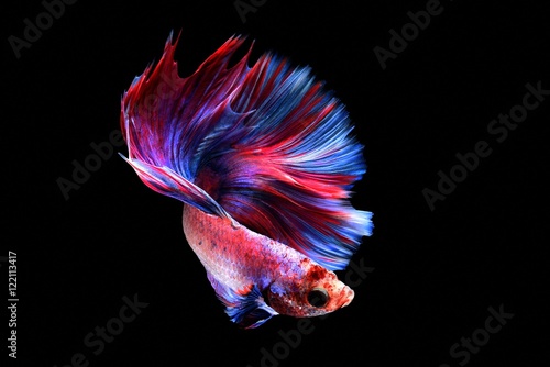 Betta fish in freedom action
