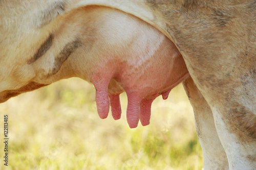 Принти на полотні the cow's udder