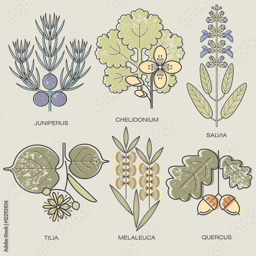 Set of medical plants.
