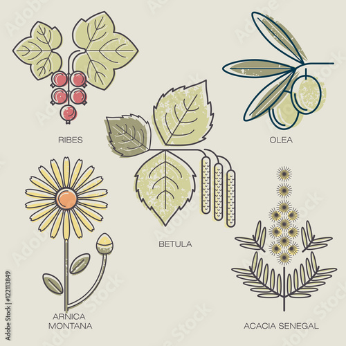Set of medical plants.