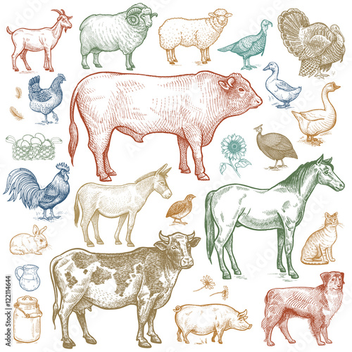 Farm animals set. Vector.