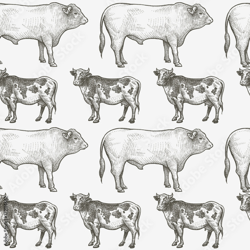 Cows and bulls. Seamless vector pattern with animals. Black and white illustration.