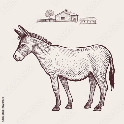 Donkey. Vector.