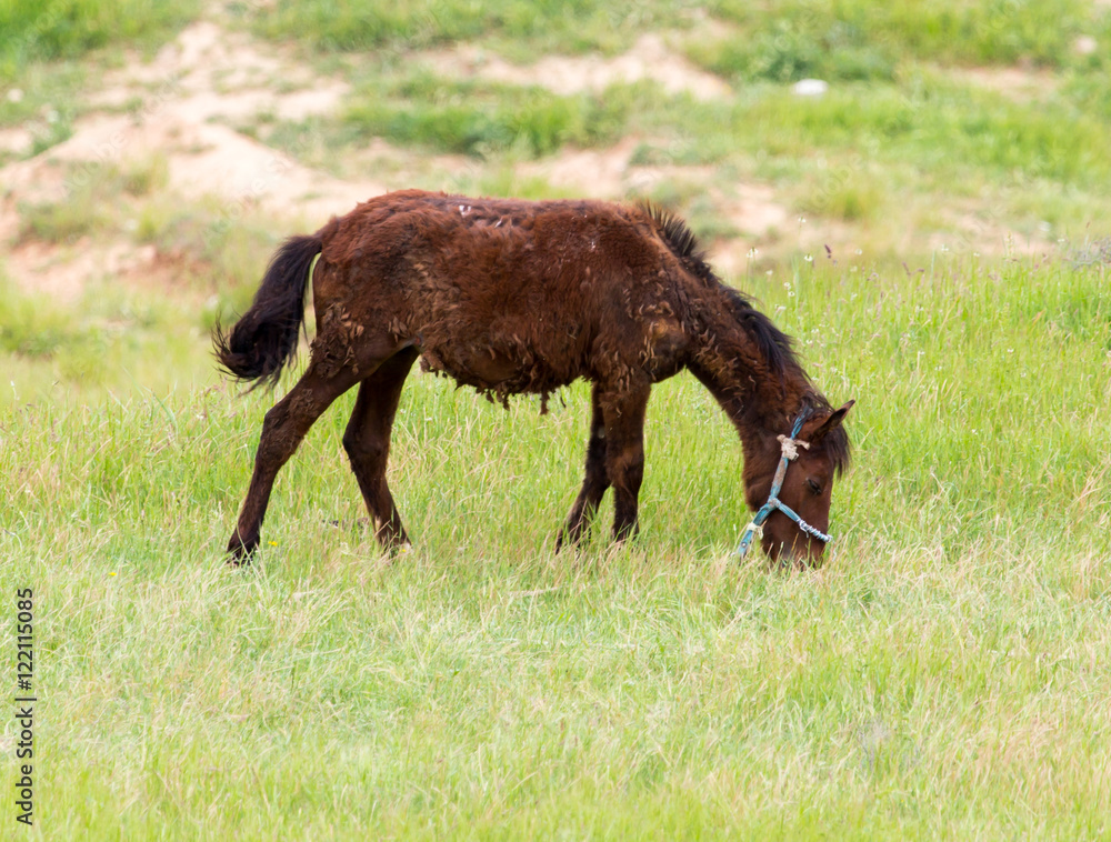 Fototapeta premium a horse in a pasture in nature