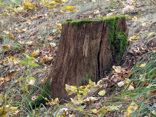 Old tree stump with moss in autumn forest