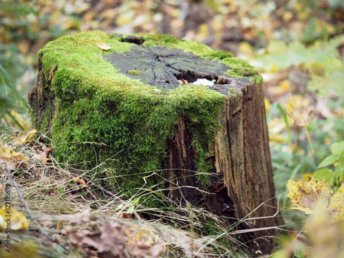 Old tree stump with moss in autumn forest photo