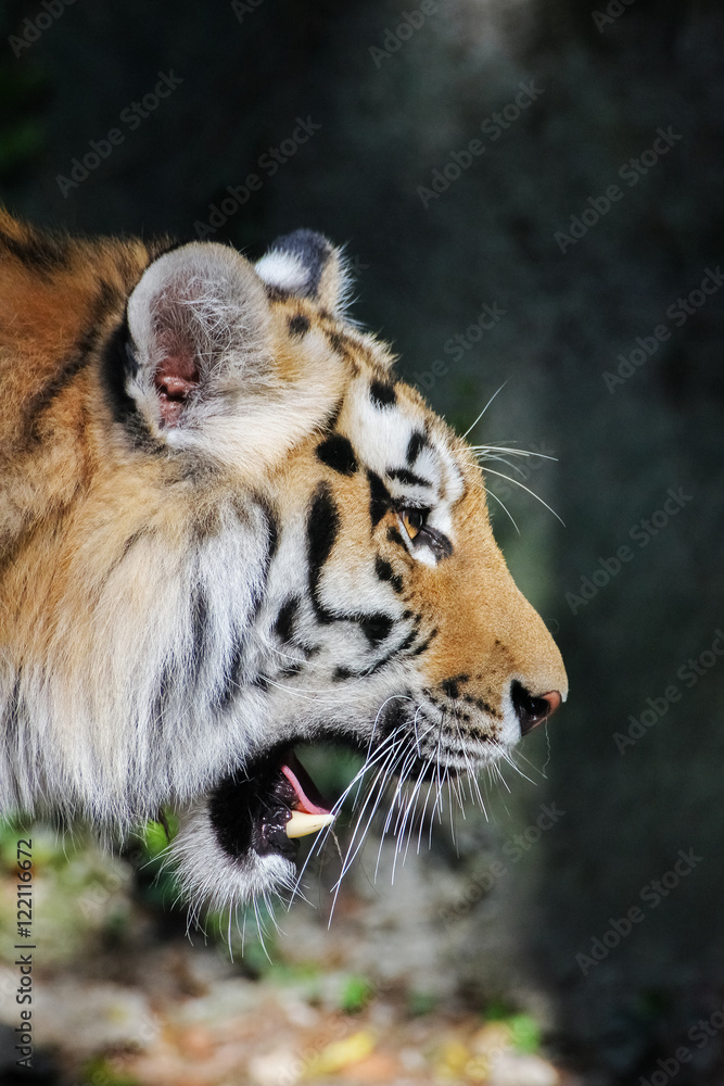 Fototapeta premium Tiger face in profile. Wild beast, animal