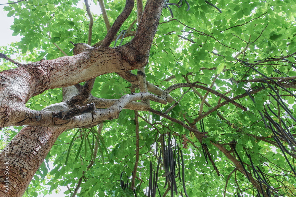 forest tree, nature green wood sunlight backgrounds. (View straight up through tall tree) : select focus on top branch forest tree, nature green wood sunlight backgrounds. (View straight up through tall tree) : select focus on top branch