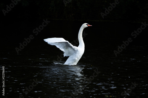 White swan taking off from a pond