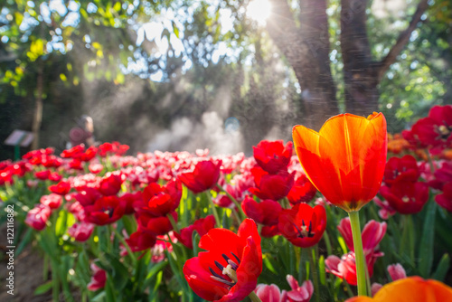 The tulip flowers field in the garden with morning sunlight. © boyloso