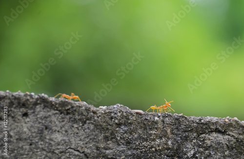 red ant © saodaeng