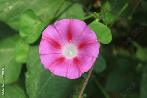 Pink morning glory flower