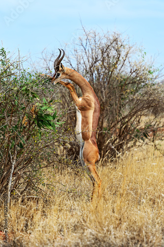 Obraz na płótnie Giraffidae antelope gerenuk w salonie
