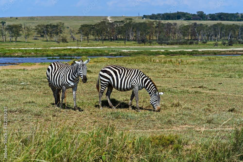 Obraz premium Zebra in the African savannah