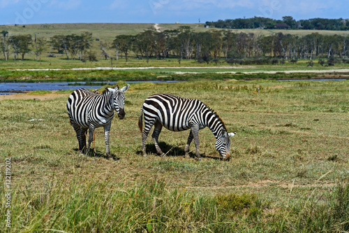 Zebra in the African savannah