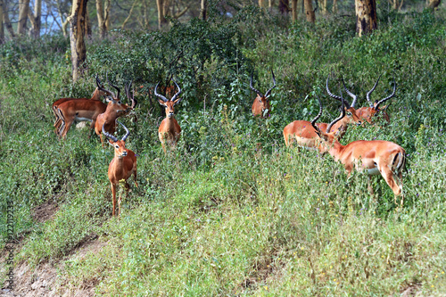 Antelope Impala in the bush © kyslynskyy