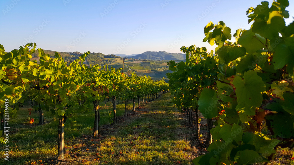Vineyard in the hills of Oltrepò Pavese