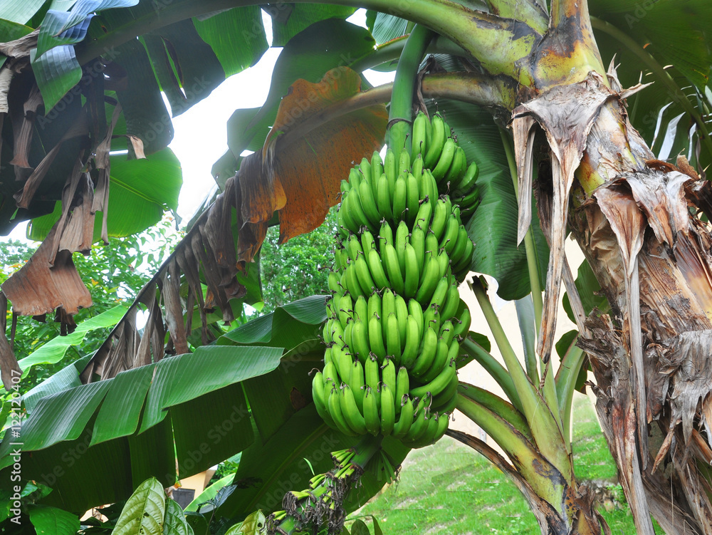 Fresh green bunch of bananas growing on a palm tree in the jungles of