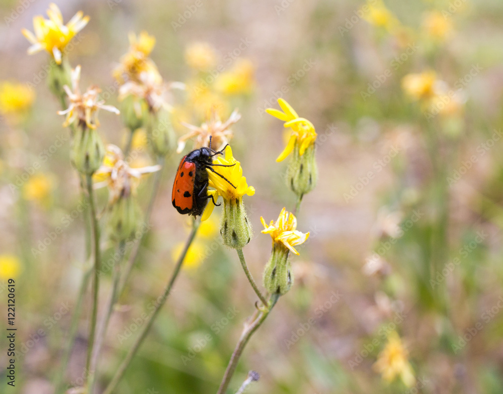 Red beetle on nature. macro Red beetle on nature. macro