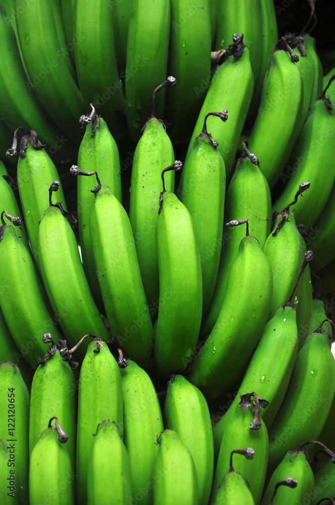 Fresh green bunch of bananas growing on a palm tree in the jungles of the Dominican Republic. Fresh green bunch of bananas growing on a palm tree in the jungles of the Dominican Republic.