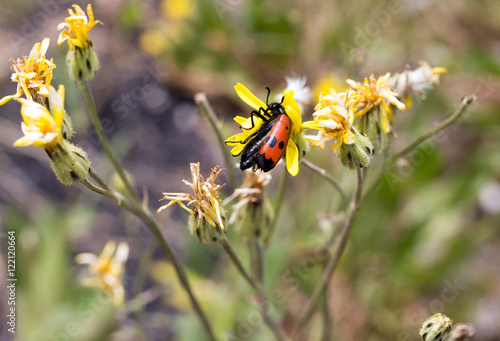 Red beetle on nature. macro photo