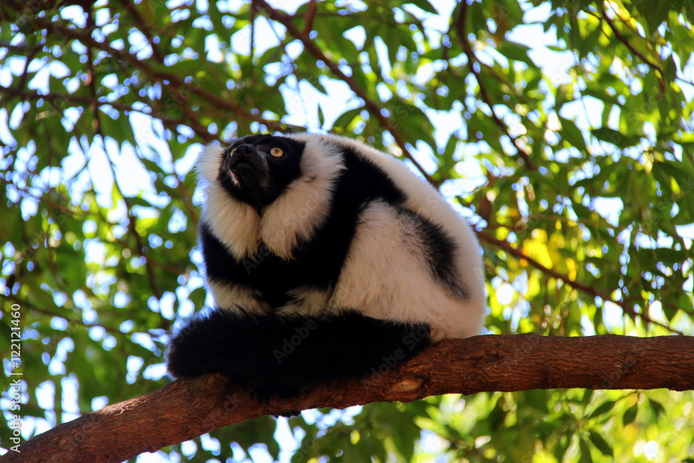Obraz premium Black-and-white ruffed lemur
