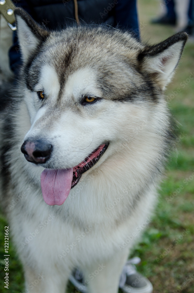 dog Alaskan Malamute