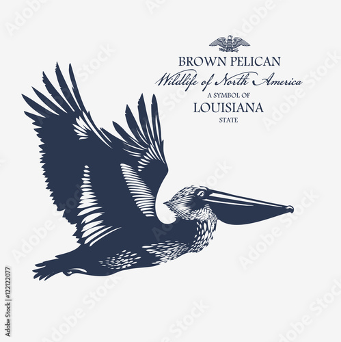 Пеликан, птица, животные Северной Америки, символ штата Луизиана photo