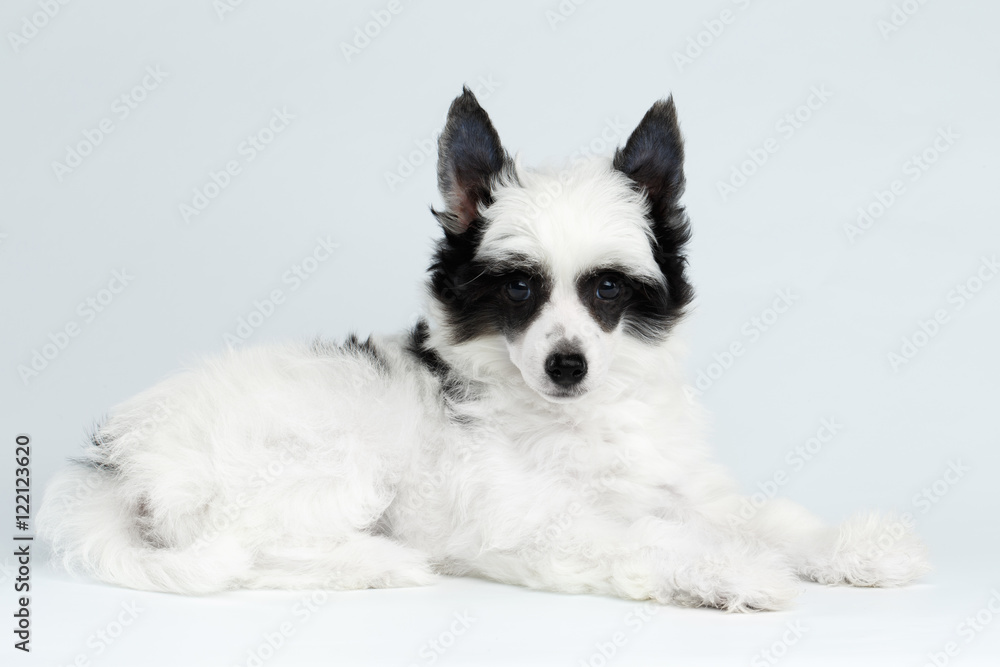 Cute Chinese Crested Puppy with Funny Black Fur Color Like Raccoon, Lying on white background