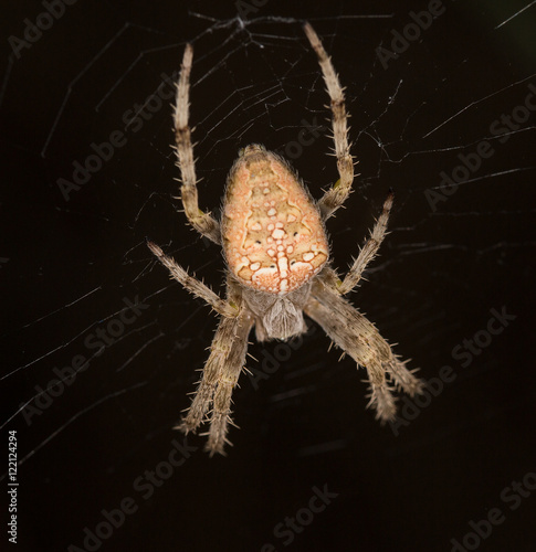 Macrophotographie d'une araignée: Epeire diadème (Araneus diadematus) 