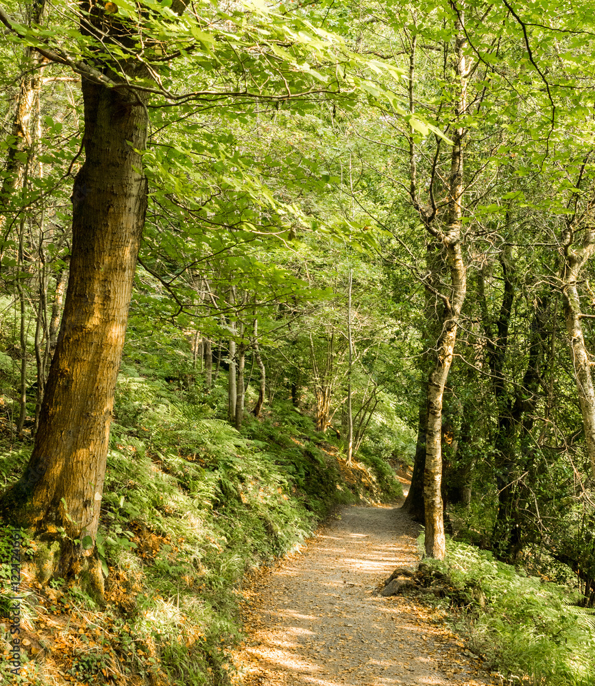 Woodland walk at Bolton abbey, skipton, yorkshire, UK Woodland walk at Bolton abbey, skipton, yorkshire, UK