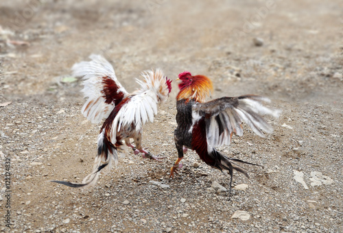 game-cock, cockfighting - traditional entertainment in the Dominican Republic photo