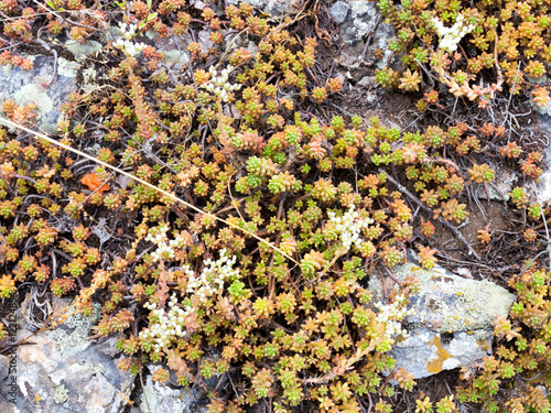 plant growing on a rock