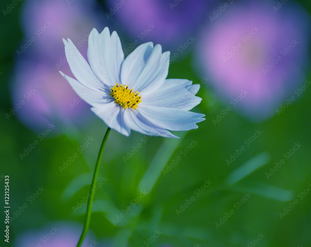 Cosmos flower. Selective focus with shallow depth of field. Cosmos flower. Selective focus with shallow depth of field.