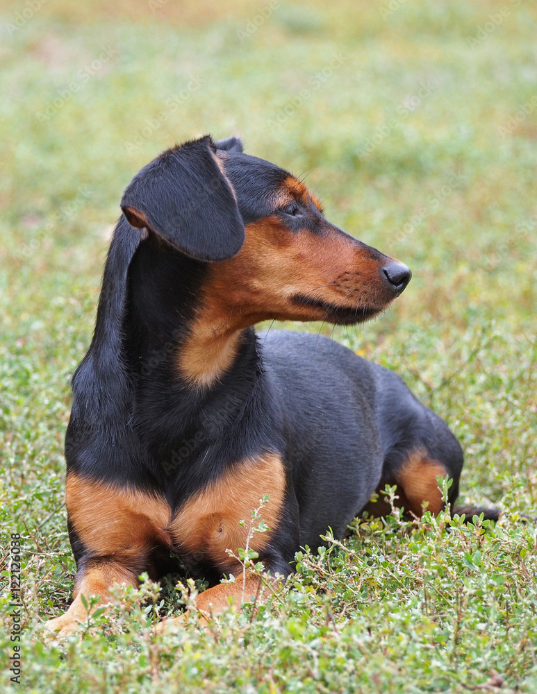 The small black doggie lies on a lawn The small black doggie lies on a lawn