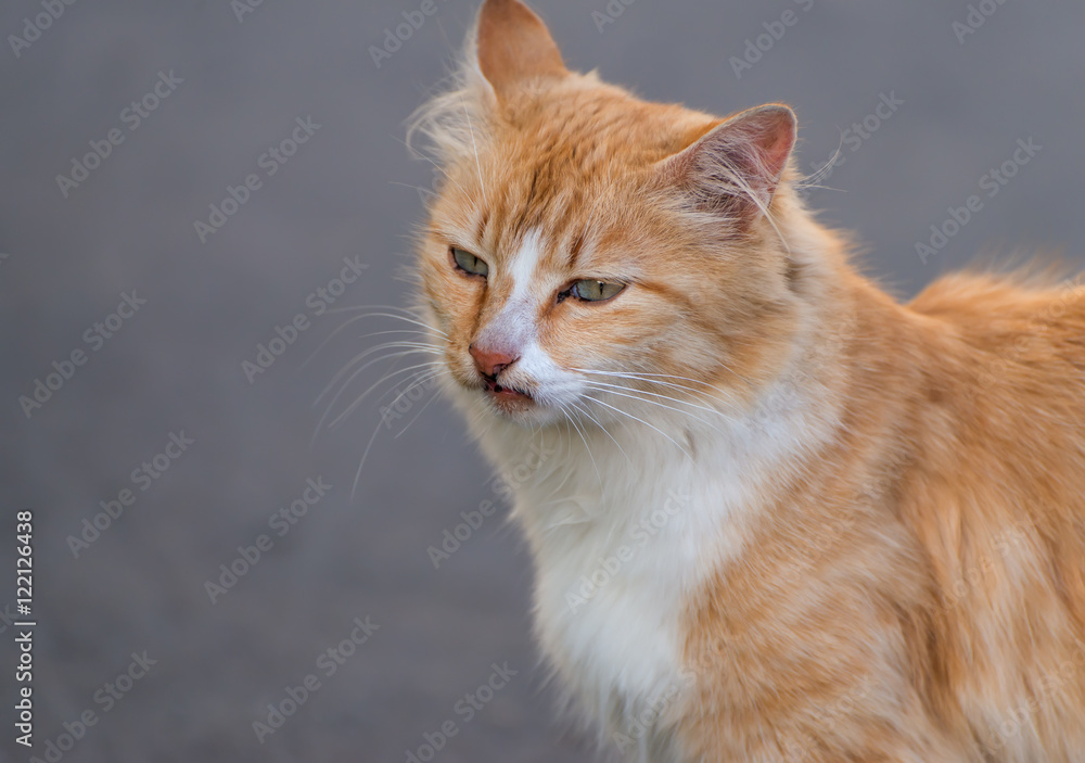 Stray red cat on the road. Selected focus with depth of field.