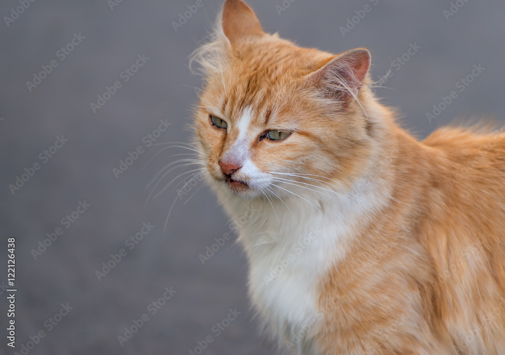 Stray red cat on the road. Selected focus with depth of field. Stray red cat on the road. Selected focus with depth of field.
