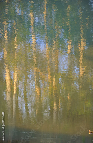 trees reflecting in the water