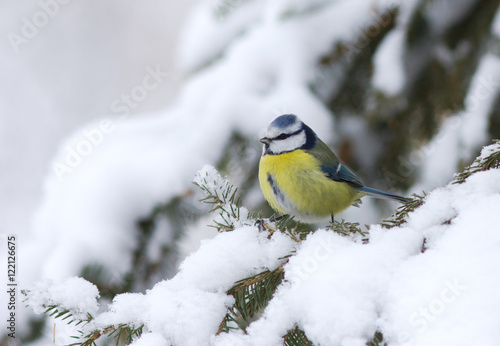 Blue tit sitting on the winter branch