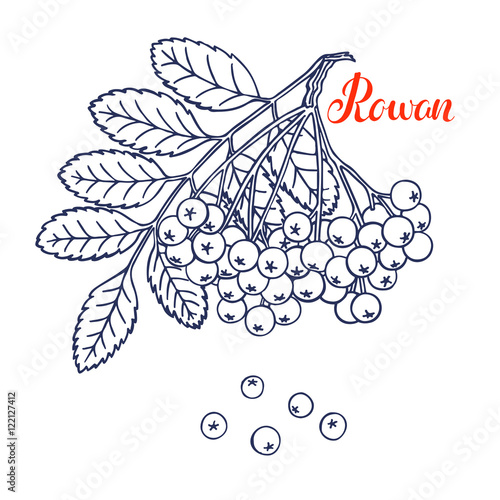 branch of sketch ripe rowan
