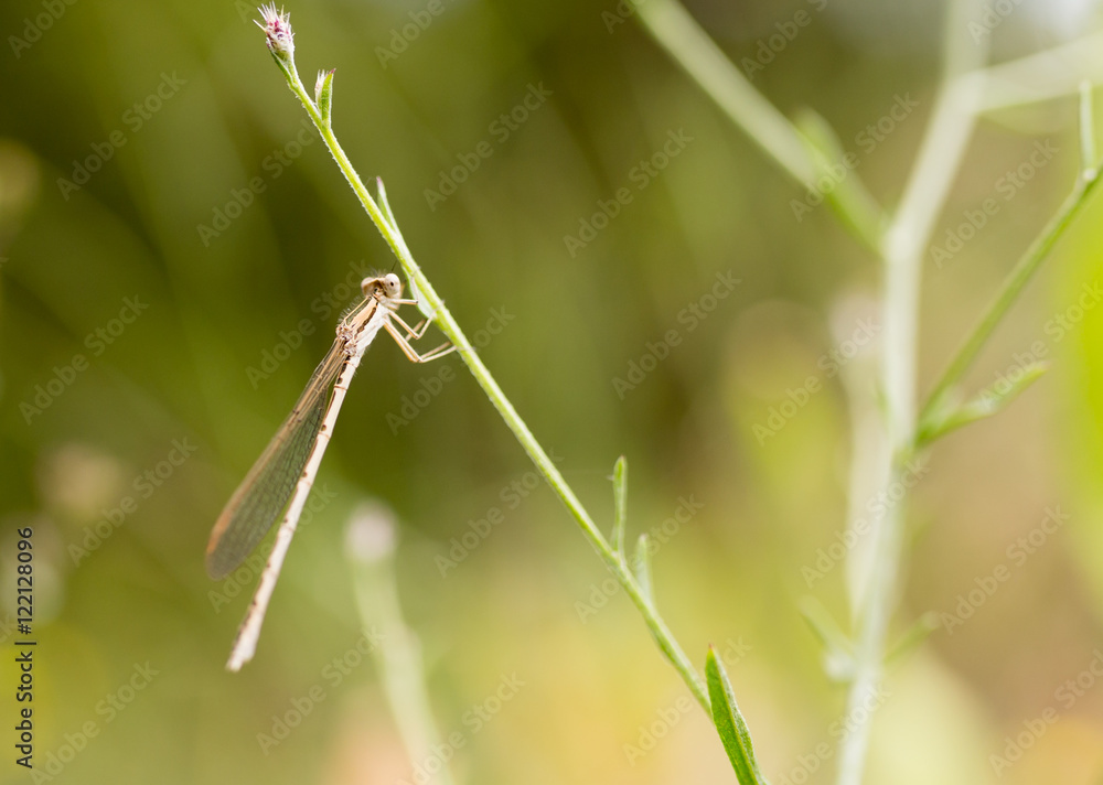 dragonfly in nature. macro dragonfly in nature. macro