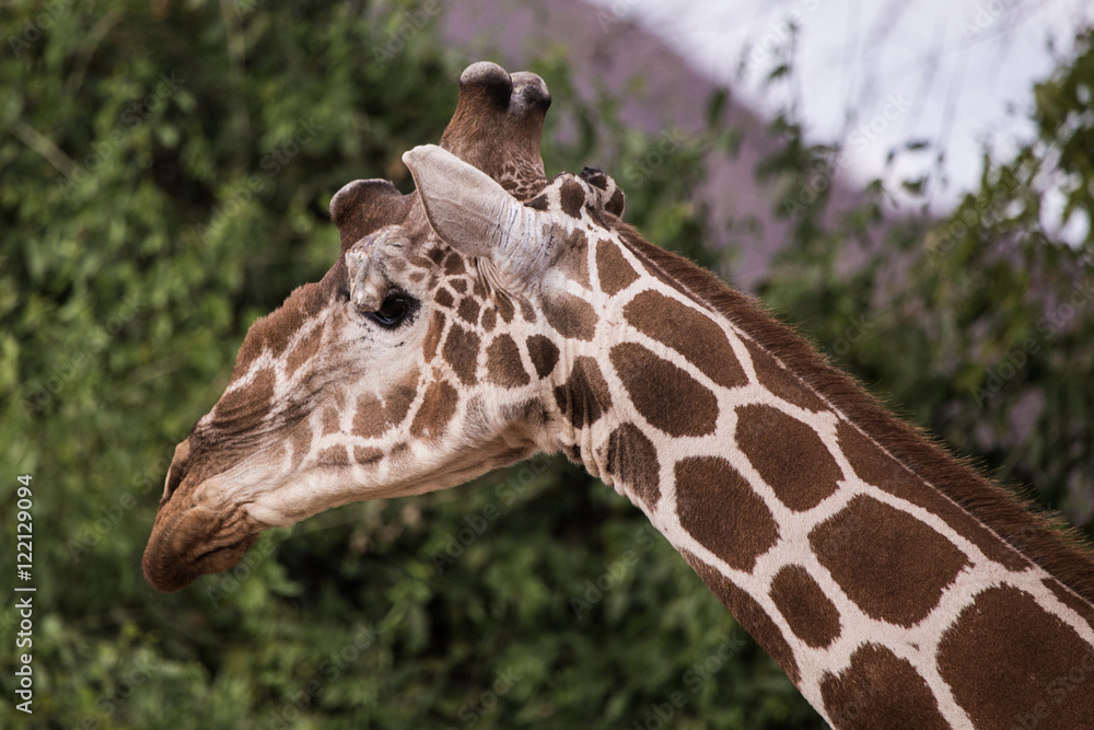 Fototapeta premium giraffe in aberdare, Kenya