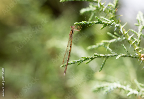 dragonfly in nature. macro © schankz