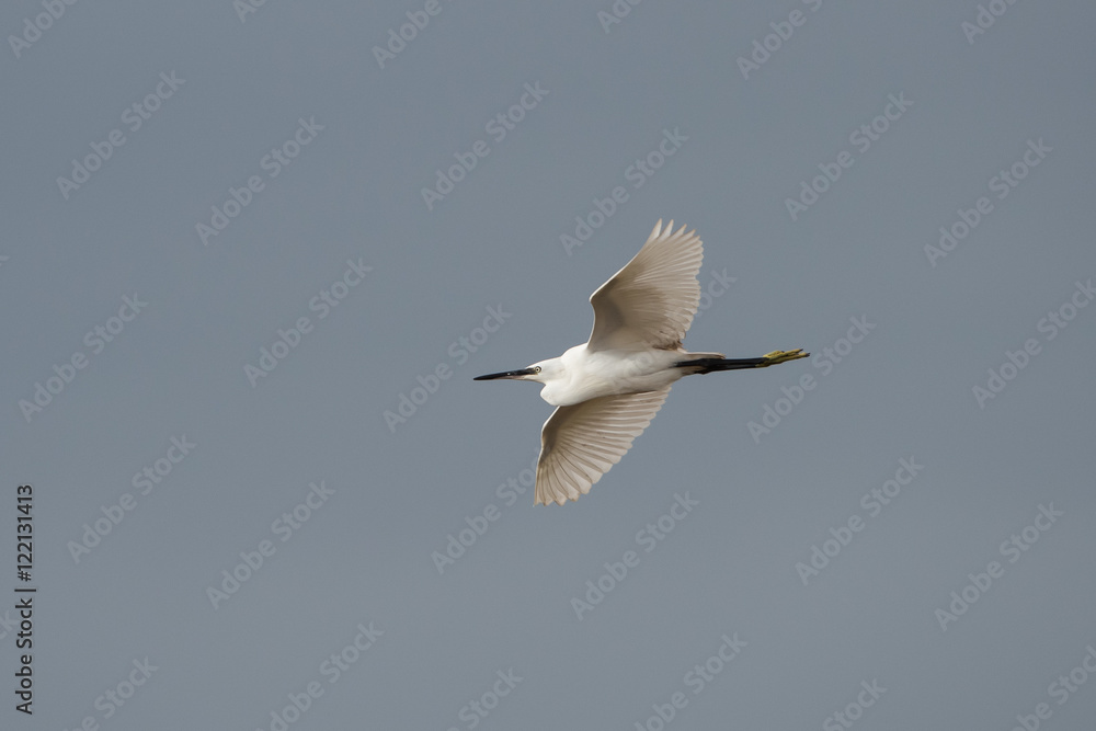 Little Egret, Egretta Garzetta Little Egret, Egretta Garzetta